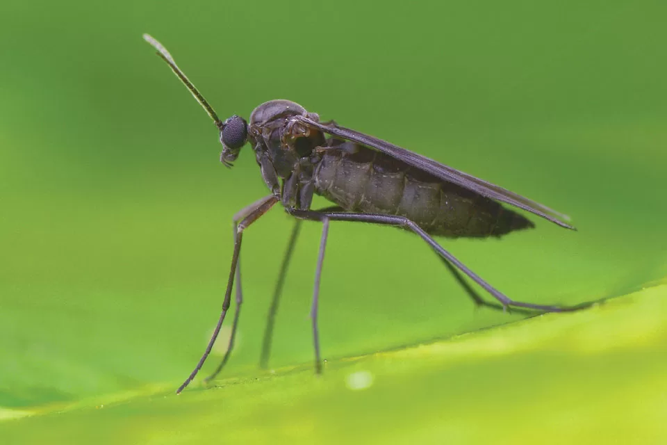 dontsaygnatsandquit03