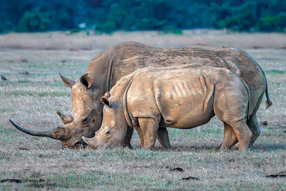 northernwhiterhino01