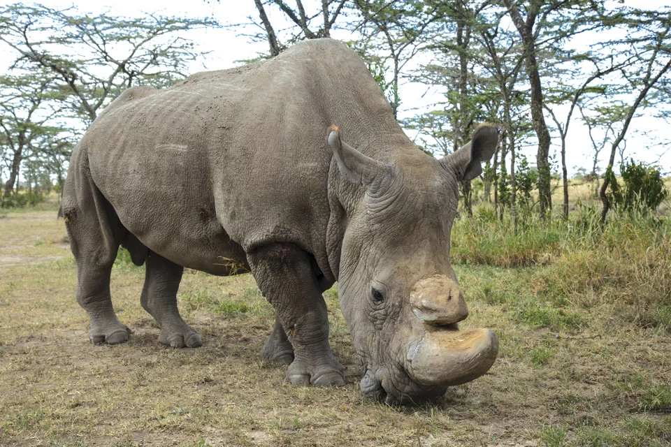 northernwhiterhino03
