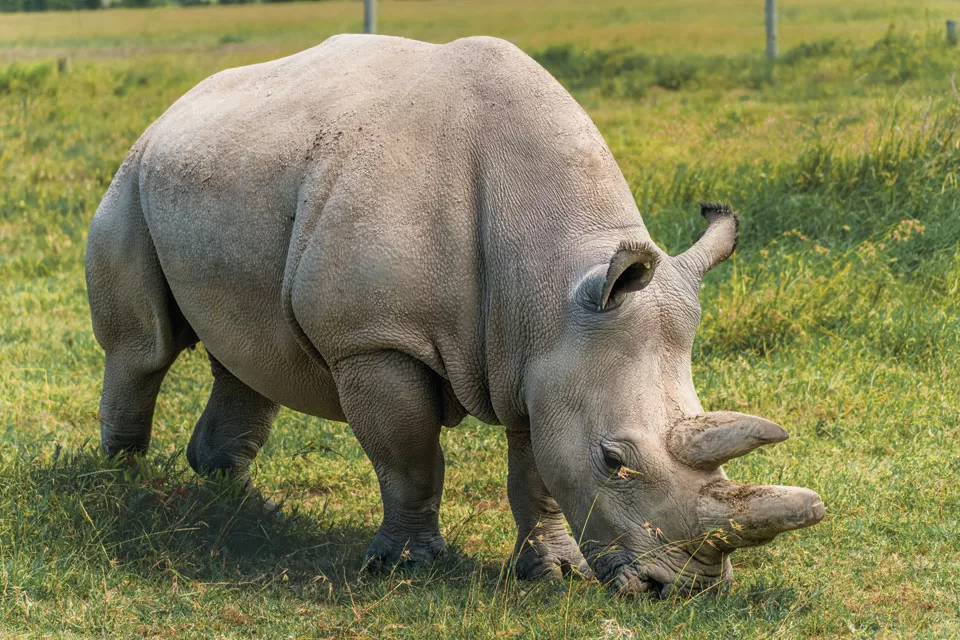 northernwhiterhino04