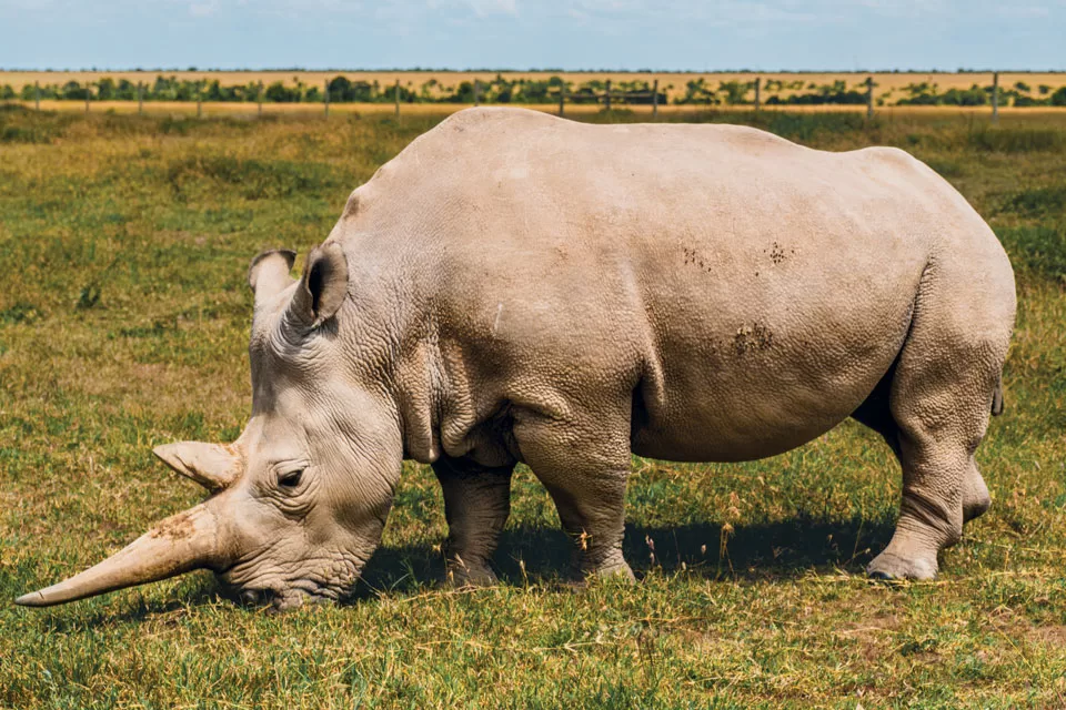 northernwhiterhino05